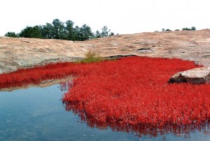 Arabia Mountain