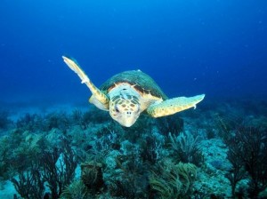 Loggerhead sea turtle, National Georgraphic