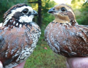 Northern Bobwhite Quail