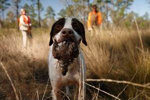 Quail hunting