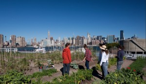 New York food farm